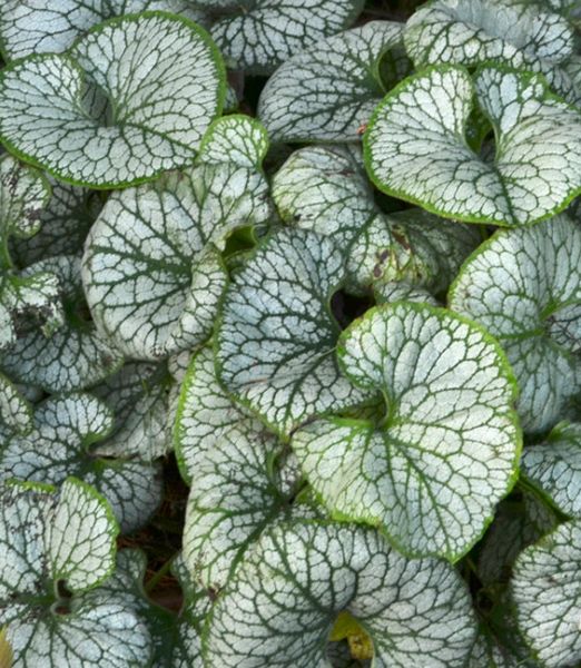 Brunnera macrophylla 'Jack Frost'